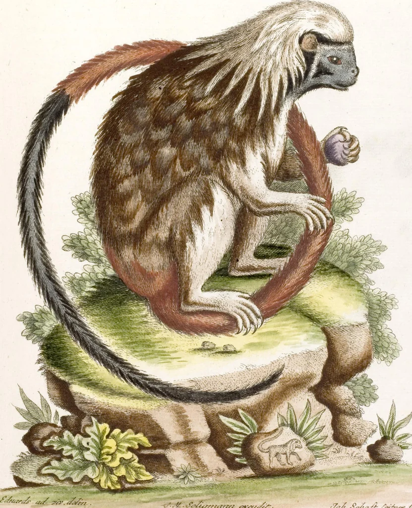 An illustration from (Band 6), 1764, leaf 78