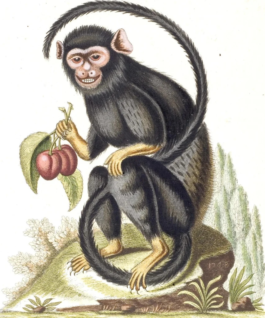 An illustration from (Band 6), 1764, leaf 79