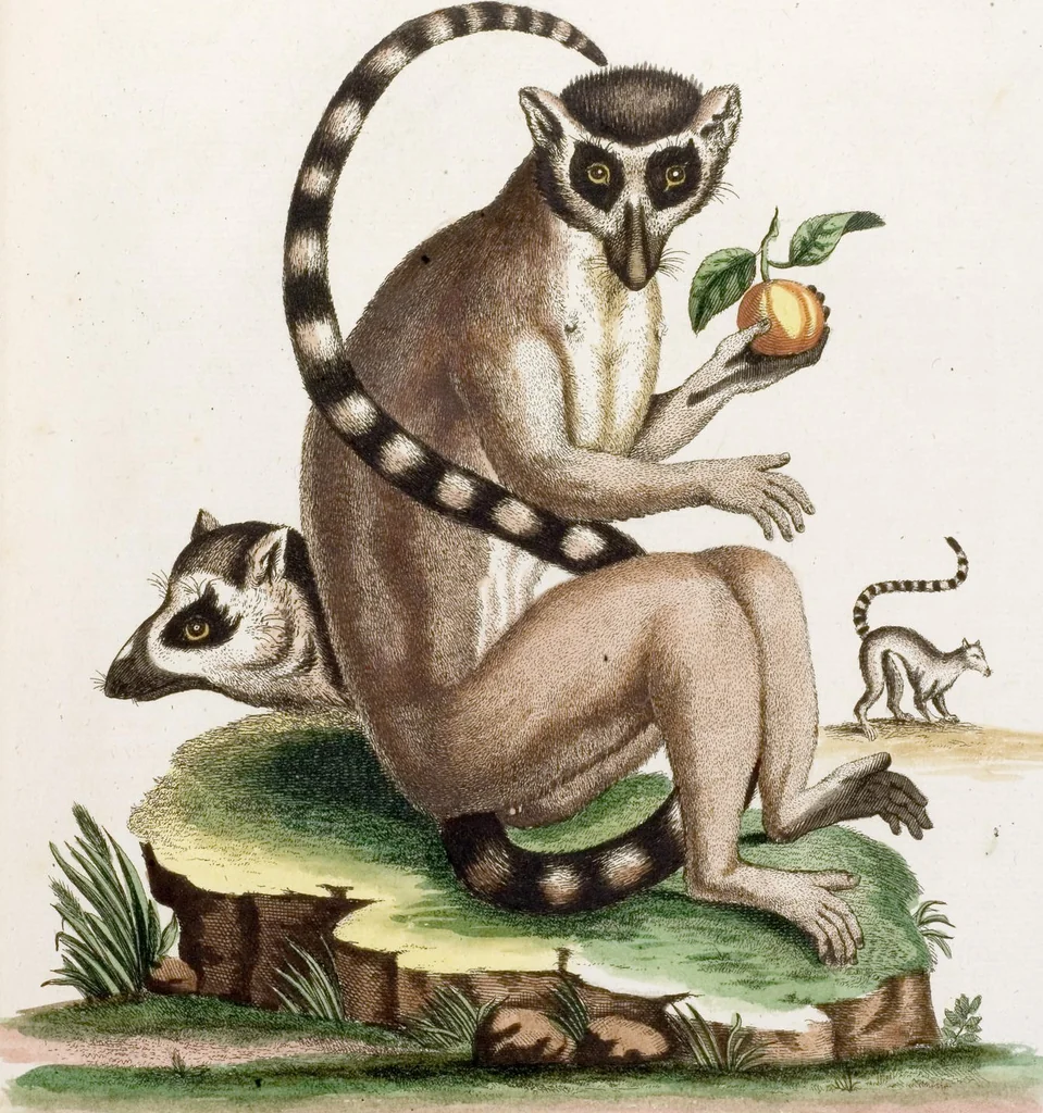 An illustration from (Band 6), 1764, leaf 82