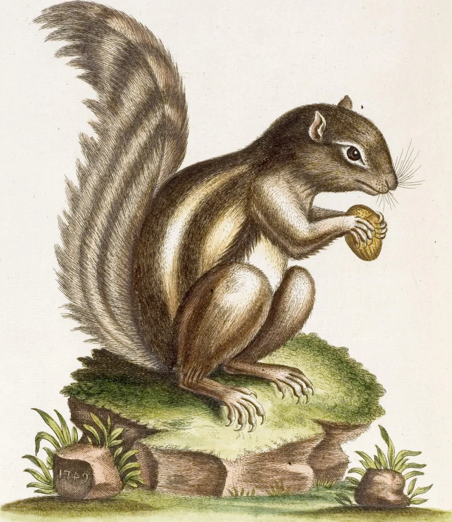 An illustration from (Band 6), 1764, leaf 83