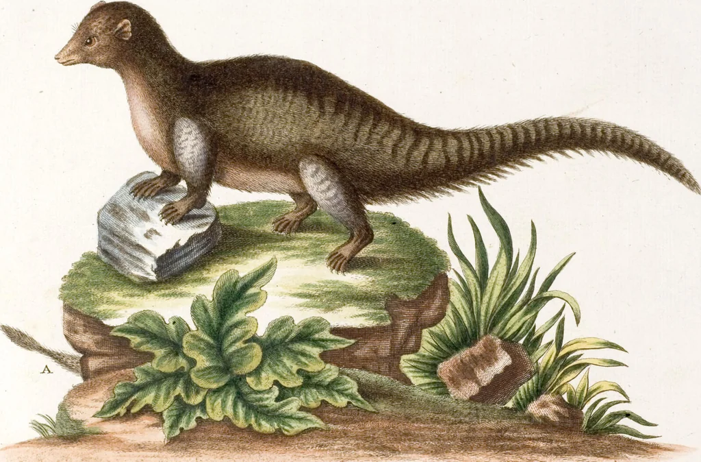 An illustration from (Band 6), 1764, leaf 86