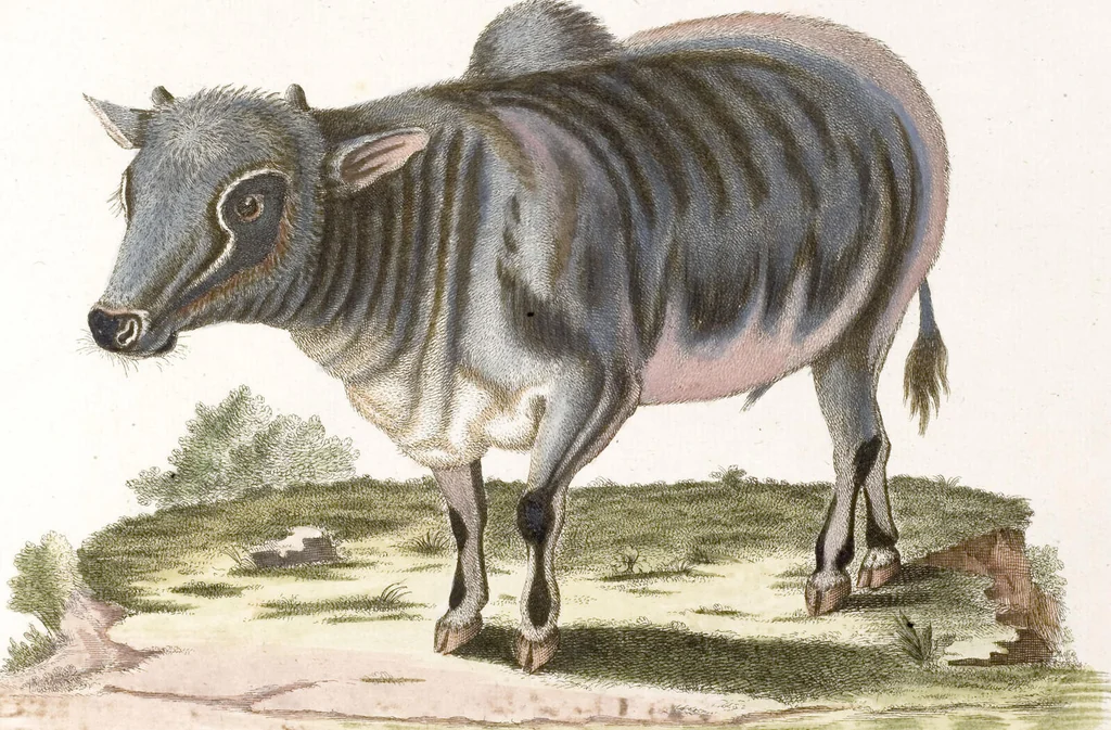An illustration from (Band 6), 1764, leaf 87