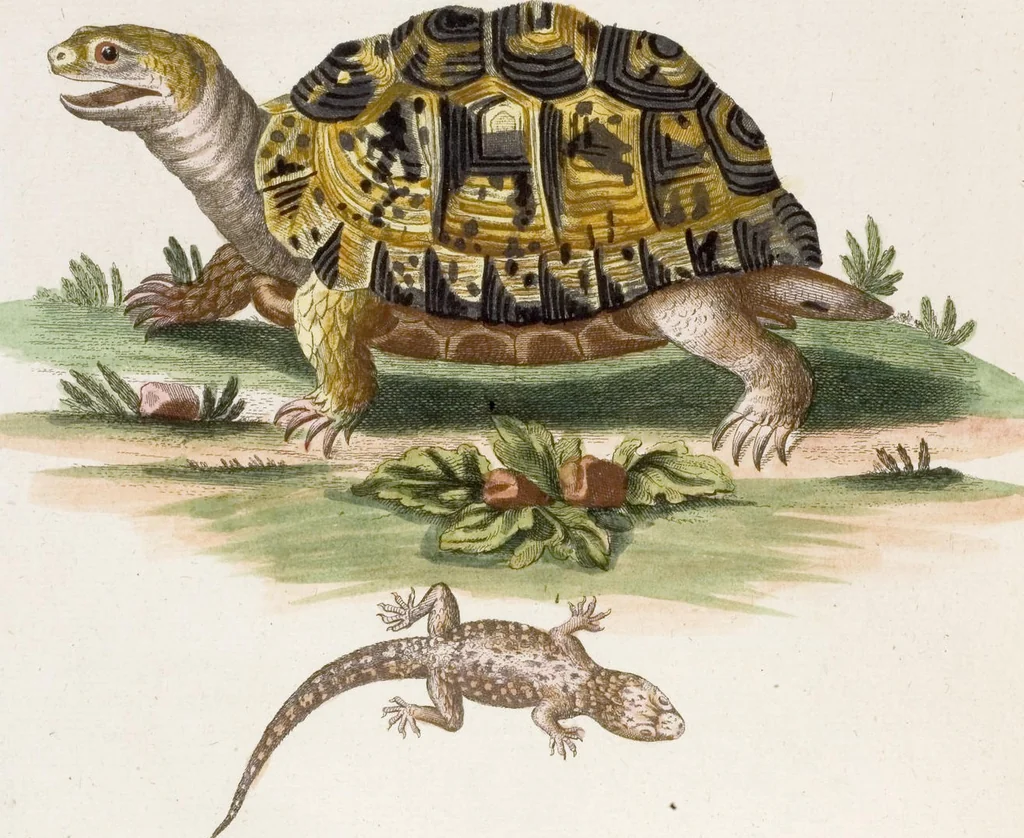 An illustration from (Band 6), 1764, leaf 95