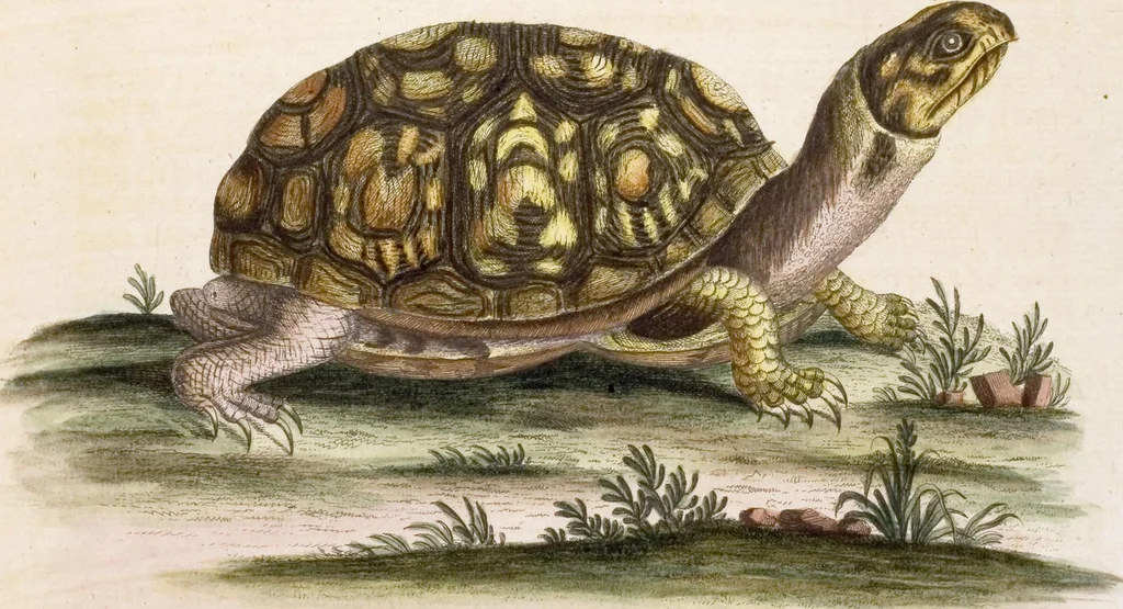 An illustration from (Band 6), 1764, leaf 98