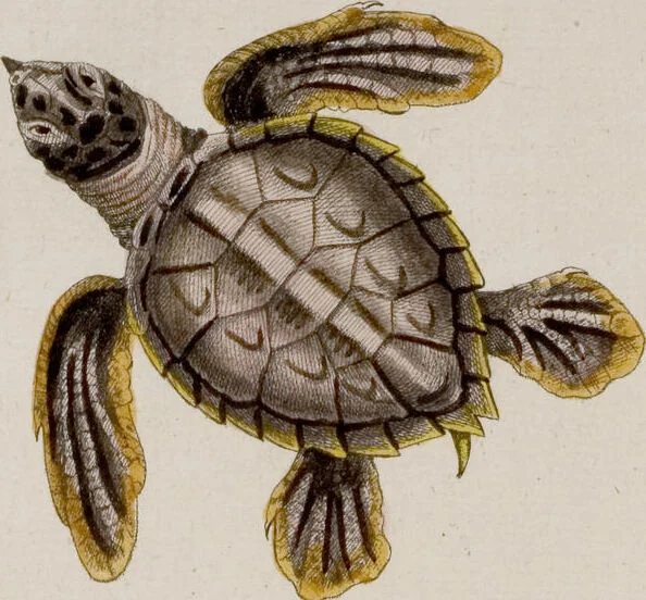 An illustration from (Band 6), 1764, leaf 99
