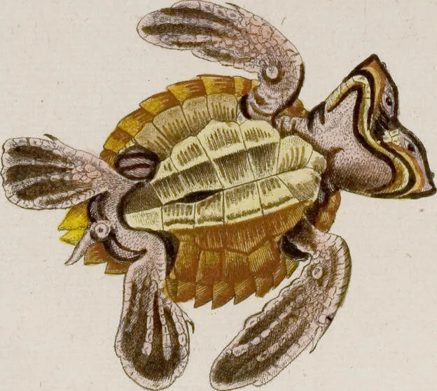 An illustration from (Band 6), 1764, leaf 99