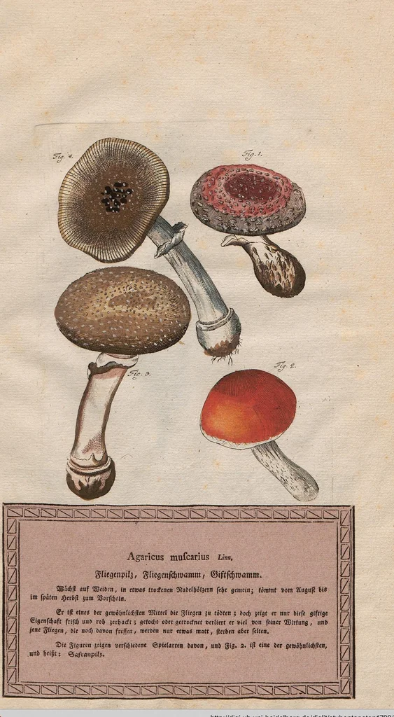 An illustration from Neueste Stubentapeten für die Jugend, oder genaue Abbildungen der bekanntesten Giftpflanzen und Giftschwämmen: Nebst einer angemessenen Beschreibung, 1789, leaf 11