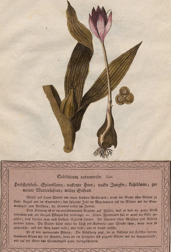 An illustration from Neueste Stubentapeten für die Jugend, oder genaue Abbildungen der bekanntesten Giftpflanzen und Giftschwämmen: Nebst einer angemessenen Beschreibung, 1789, leaf 14