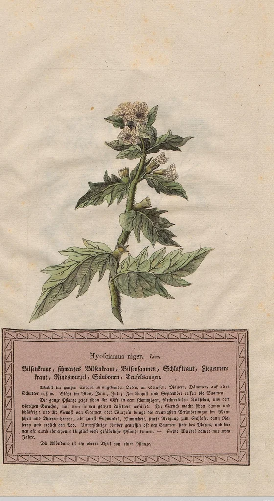 An illustration from Neueste Stubentapeten für die Jugend, oder genaue Abbildungen der bekanntesten Giftpflanzen und Giftschwämmen: Nebst einer angemessenen Beschreibung, 1789, leaf 15