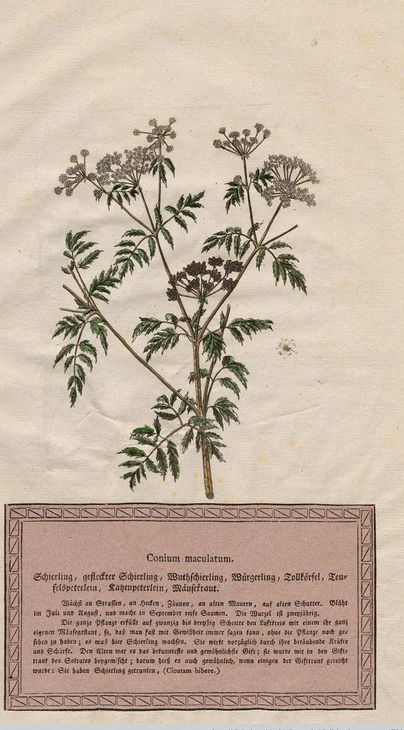An illustration from Neueste Stubentapeten für die Jugend, oder genaue Abbildungen der bekanntesten Giftpflanzen und Giftschwämmen: Nebst einer angemessenen Beschreibung, 1789, leaf 16