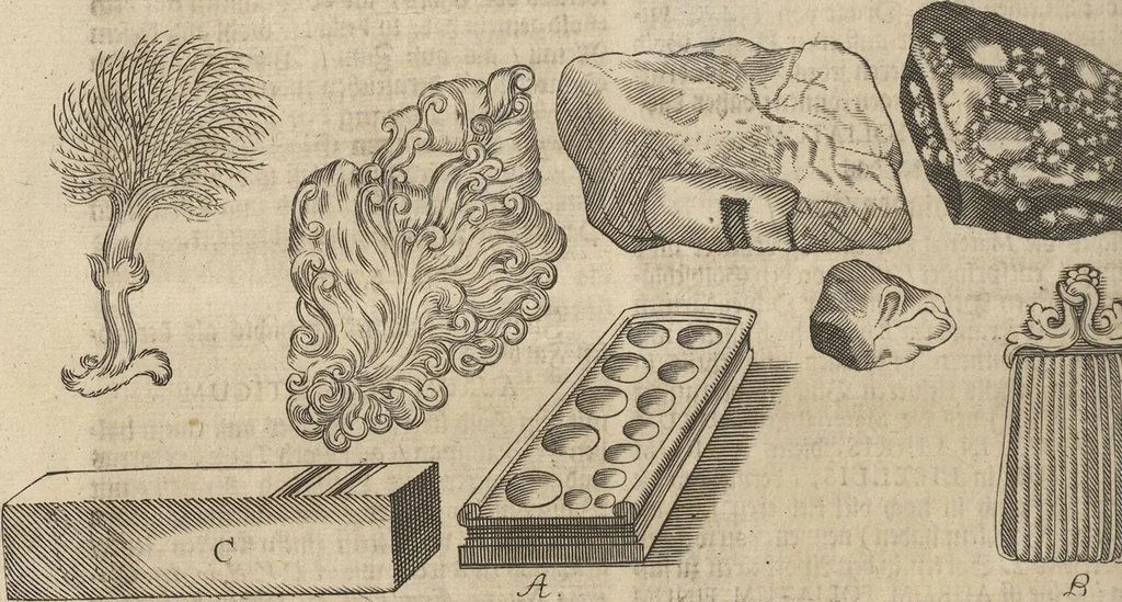An illustration from Museum Museorum, Oder Vollständige Schau-Bühne Aller Materialien und Specereÿen: Nebst deren Natürlichen Beschreibung/ Election, Nutzen und Gebrauch/ Aus andern Material- Kunst- und Naturalien-Kammern/ Oost- und West-Indischen Reiß-Beschreibungen/ Curiosen Zeit- und Tag-Registern/ Natur- und Artzney-Kündigern/ wie auch selbst-eigenen Erfahrung ..., 1704, leaf 104