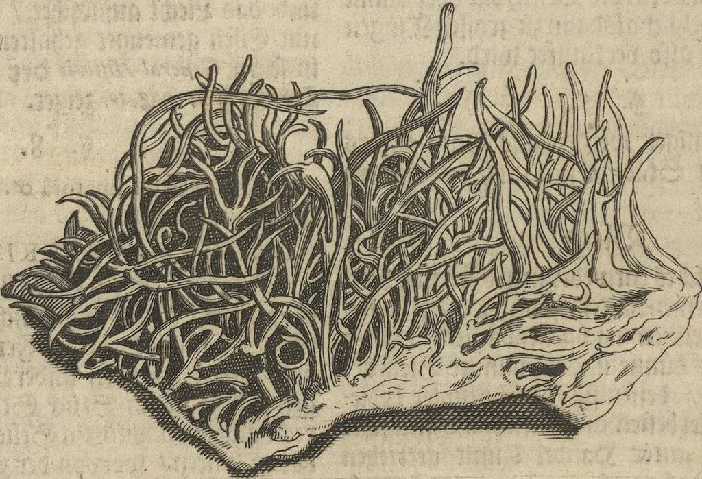 An illustration from Museum Museorum, Oder Vollständige Schau-Bühne Aller Materialien und Specereÿen: Nebst deren Natürlichen Beschreibung/ Election, Nutzen und Gebrauch/ Aus andern Material- Kunst- und Naturalien-Kammern/ Oost- und West-Indischen Reiß-Beschreibungen/ Curiosen Zeit- und Tag-Registern/ Natur- und Artzney-Kündigern/ wie auch selbst-eigenen Erfahrung ..., 1704, leaf 122