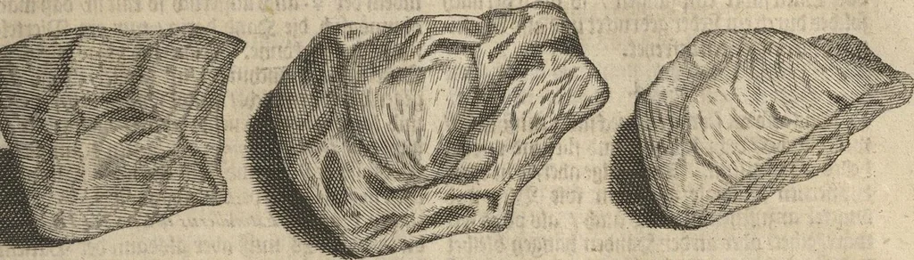 An illustration from Museum Museorum, Oder Vollständige Schau-Bühne Aller Materialien und Specereÿen: Nebst deren Natürlichen Beschreibung/ Election, Nutzen und Gebrauch/ Aus andern Material- Kunst- und Naturalien-Kammern/ Oost- und West-Indischen Reiß-Beschreibungen/ Curiosen Zeit- und Tag-Registern/ Natur- und Artzney-Kündigern/ wie auch selbst-eigenen Erfahrung ..., 1704, leaf 129