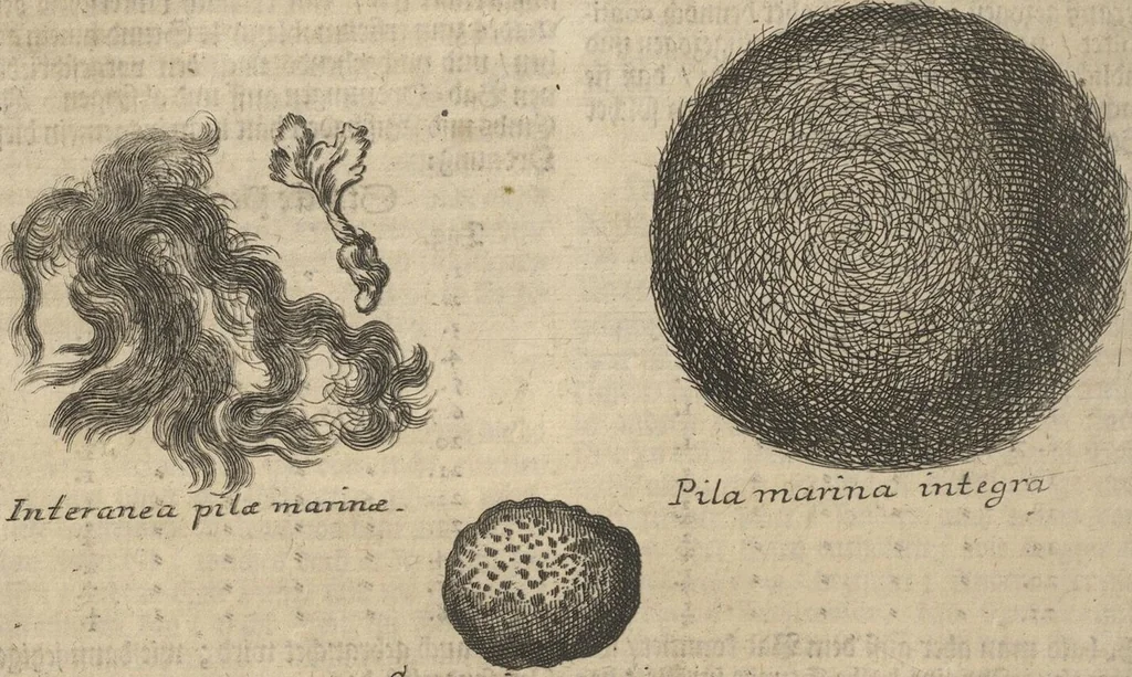 An illustration from Museum Museorum, Oder Vollständige Schau-Bühne Aller Materialien und Specereÿen: Nebst deren Natürlichen Beschreibung/ Election, Nutzen und Gebrauch/ Aus andern Material- Kunst- und Naturalien-Kammern/ Oost- und West-Indischen Reiß-Beschreibungen/ Curiosen Zeit- und Tag-Registern/ Natur- und Artzney-Kündigern/ wie auch selbst-eigenen Erfahrung ..., 1704, leaf 138