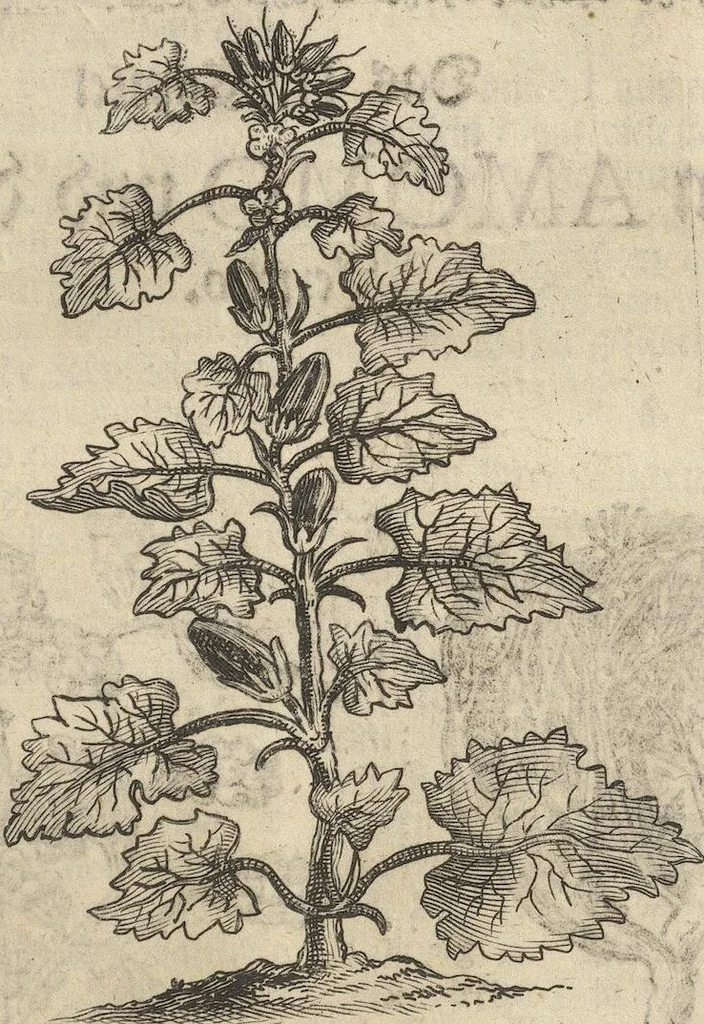 An illustration from Museum Museorum, Oder Vollständige Schau-Bühne Aller Materialien und Specereÿen: Nebst deren Natürlichen Beschreibung/ Election, Nutzen und Gebrauch/ Aus andern Material- Kunst- und Naturalien-Kammern/ Oost- und West-Indischen Reiß-Beschreibungen/ Curiosen Zeit- und Tag-Registern/ Natur- und Artzney-Kündigern/ wie auch selbst-eigenen Erfahrung ..., 1704, leaf 143