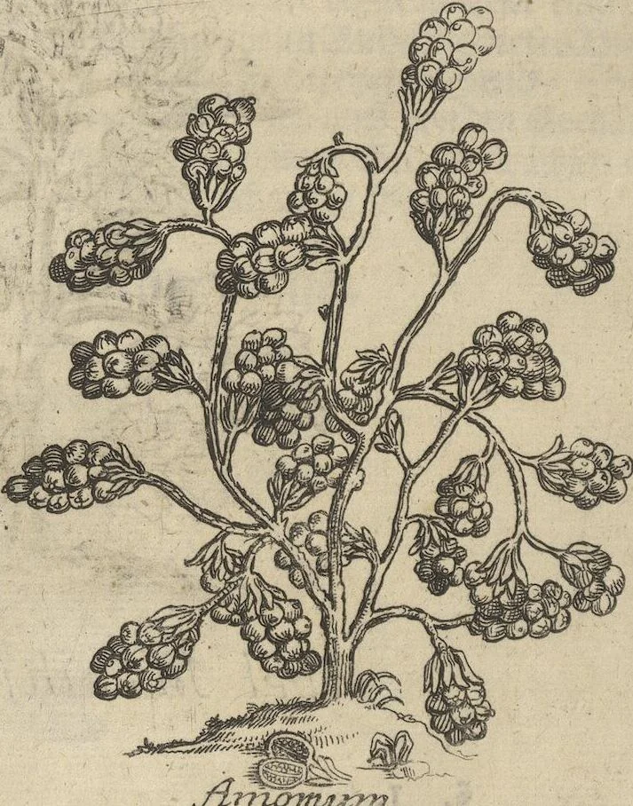 An illustration from Museum Museorum, Oder Vollständige Schau-Bühne Aller Materialien und Specereÿen: Nebst deren Natürlichen Beschreibung/ Election, Nutzen und Gebrauch/ Aus andern Material- Kunst- und Naturalien-Kammern/ Oost- und West-Indischen Reiß-Beschreibungen/ Curiosen Zeit- und Tag-Registern/ Natur- und Artzney-Kündigern/ wie auch selbst-eigenen Erfahrung ..., 1704, leaf 144
