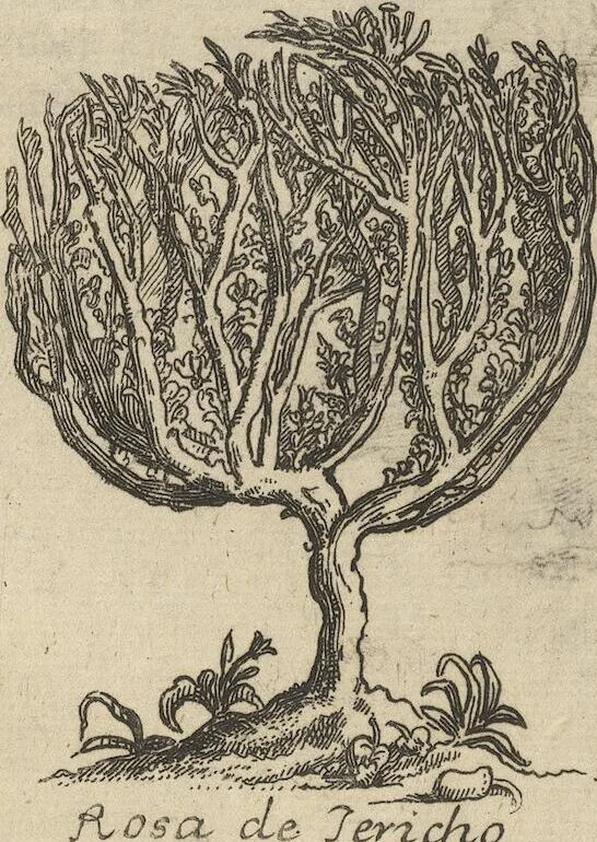An illustration from Museum Museorum, Oder Vollständige Schau-Bühne Aller Materialien und Specereÿen: Nebst deren Natürlichen Beschreibung/ Election, Nutzen und Gebrauch/ Aus andern Material- Kunst- und Naturalien-Kammern/ Oost- und West-Indischen Reiß-Beschreibungen/ Curiosen Zeit- und Tag-Registern/ Natur- und Artzney-Kündigern/ wie auch selbst-eigenen Erfahrung ..., 1704, leaf 144