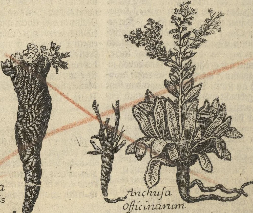 An illustration from Museum Museorum, Oder Vollständige Schau-Bühne Aller Materialien und Specereÿen: Nebst deren Natürlichen Beschreibung/ Election, Nutzen und Gebrauch/ Aus andern Material- Kunst- und Naturalien-Kammern/ Oost- und West-Indischen Reiß-Beschreibungen/ Curiosen Zeit- und Tag-Registern/ Natur- und Artzney-Kündigern/ wie auch selbst-eigenen Erfahrung ..., 1704, leaf 146
