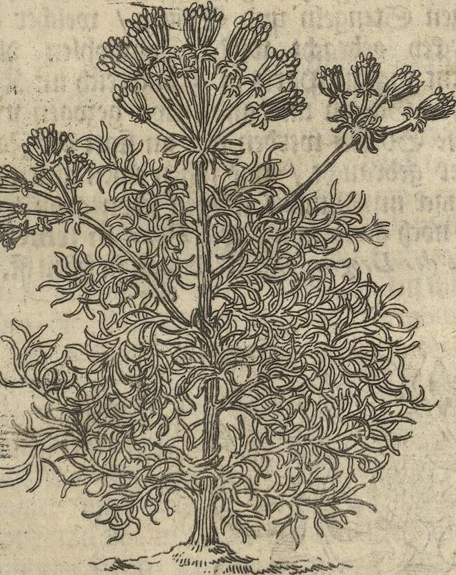 An illustration from Museum Museorum, Oder Vollständige Schau-Bühne Aller Materialien und Specereÿen: Nebst deren Natürlichen Beschreibung/ Election, Nutzen und Gebrauch/ Aus andern Material- Kunst- und Naturalien-Kammern/ Oost- und West-Indischen Reiß-Beschreibungen/ Curiosen Zeit- und Tag-Registern/ Natur- und Artzney-Kündigern/ wie auch selbst-eigenen Erfahrung ..., 1704, leaf 147