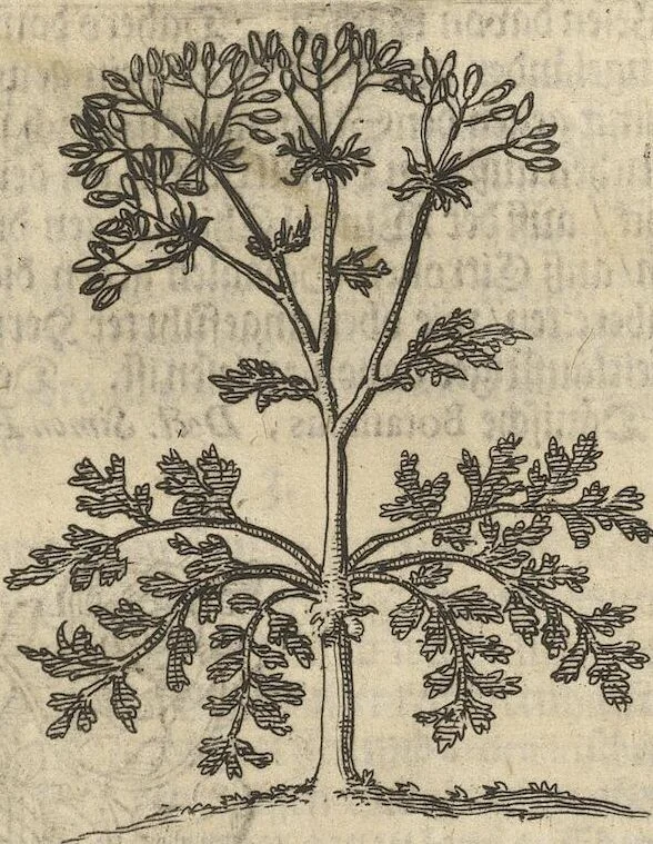 An illustration from Museum Museorum, Oder Vollständige Schau-Bühne Aller Materialien und Specereÿen: Nebst deren Natürlichen Beschreibung/ Election, Nutzen und Gebrauch/ Aus andern Material- Kunst- und Naturalien-Kammern/ Oost- und West-Indischen Reiß-Beschreibungen/ Curiosen Zeit- und Tag-Registern/ Natur- und Artzney-Kündigern/ wie auch selbst-eigenen Erfahrung ..., 1704, leaf 147