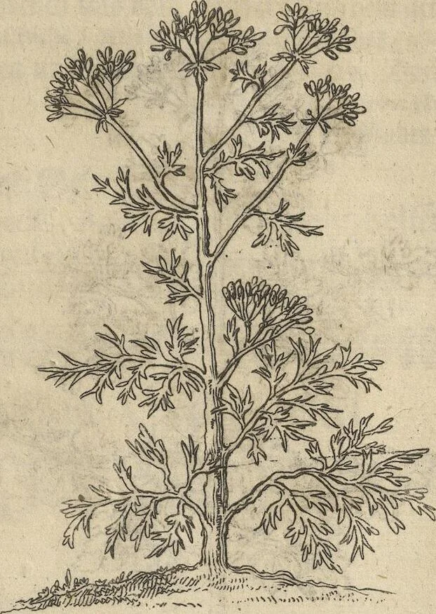 An illustration from Museum Museorum, Oder Vollständige Schau-Bühne Aller Materialien und Specereÿen: Nebst deren Natürlichen Beschreibung/ Election, Nutzen und Gebrauch/ Aus andern Material- Kunst- und Naturalien-Kammern/ Oost- und West-Indischen Reiß-Beschreibungen/ Curiosen Zeit- und Tag-Registern/ Natur- und Artzney-Kündigern/ wie auch selbst-eigenen Erfahrung ..., 1704, leaf 149