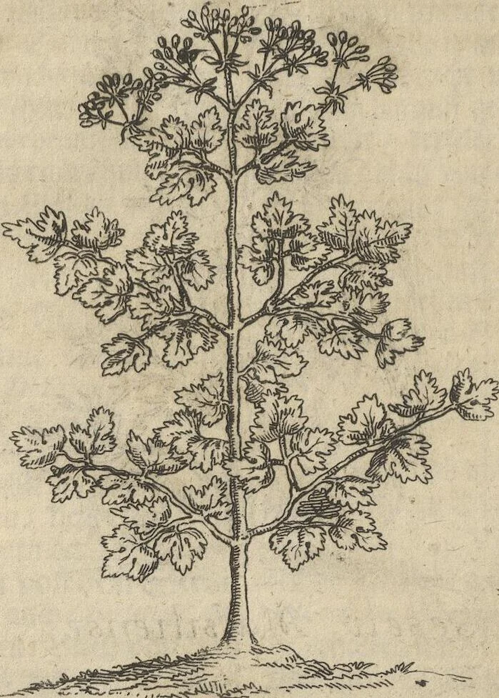 An illustration from Museum Museorum, Oder Vollständige Schau-Bühne Aller Materialien und Specereÿen: Nebst deren Natürlichen Beschreibung/ Election, Nutzen und Gebrauch/ Aus andern Material- Kunst- und Naturalien-Kammern/ Oost- und West-Indischen Reiß-Beschreibungen/ Curiosen Zeit- und Tag-Registern/ Natur- und Artzney-Kündigern/ wie auch selbst-eigenen Erfahrung ..., 1704, leaf 150