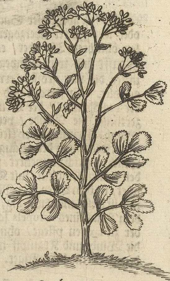 An illustration from Museum Museorum, Oder Vollständige Schau-Bühne Aller Materialien und Specereÿen: Nebst deren Natürlichen Beschreibung/ Election, Nutzen und Gebrauch/ Aus andern Material- Kunst- und Naturalien-Kammern/ Oost- und West-Indischen Reiß-Beschreibungen/ Curiosen Zeit- und Tag-Registern/ Natur- und Artzney-Kündigern/ wie auch selbst-eigenen Erfahrung ..., 1704, leaf 151