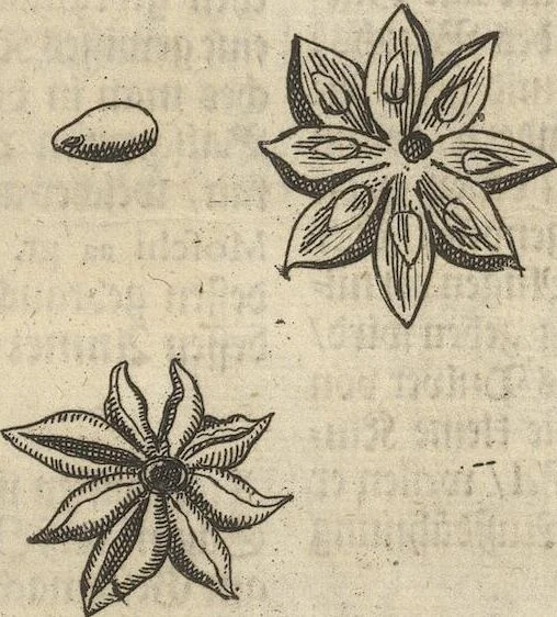An illustration from Museum Museorum, Oder Vollständige Schau-Bühne Aller Materialien und Specereÿen: Nebst deren Natürlichen Beschreibung/ Election, Nutzen und Gebrauch/ Aus andern Material- Kunst- und Naturalien-Kammern/ Oost- und West-Indischen Reiß-Beschreibungen/ Curiosen Zeit- und Tag-Registern/ Natur- und Artzney-Kündigern/ wie auch selbst-eigenen Erfahrung ..., 1704, leaf 151