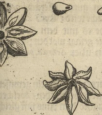 An illustration from Museum Museorum, Oder Vollständige Schau-Bühne Aller Materialien und Specereÿen: Nebst deren Natürlichen Beschreibung/ Election, Nutzen und Gebrauch/ Aus andern Material- Kunst- und Naturalien-Kammern/ Oost- und West-Indischen Reiß-Beschreibungen/ Curiosen Zeit- und Tag-Registern/ Natur- und Artzney-Kündigern/ wie auch selbst-eigenen Erfahrung ..., 1704, leaf 151