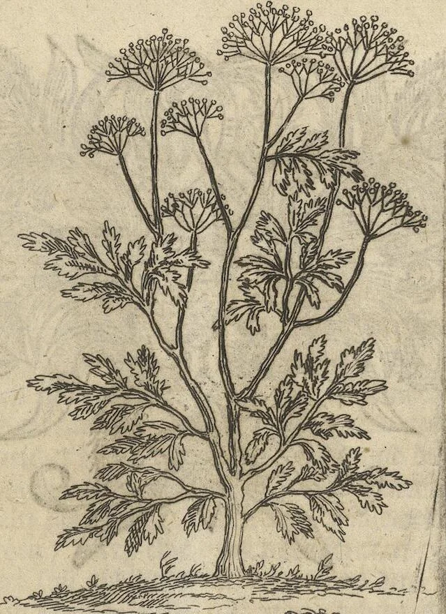 An illustration from Museum Museorum, Oder Vollständige Schau-Bühne Aller Materialien und Specereÿen: Nebst deren Natürlichen Beschreibung/ Election, Nutzen und Gebrauch/ Aus andern Material- Kunst- und Naturalien-Kammern/ Oost- und West-Indischen Reiß-Beschreibungen/ Curiosen Zeit- und Tag-Registern/ Natur- und Artzney-Kündigern/ wie auch selbst-eigenen Erfahrung ..., 1704, leaf 153