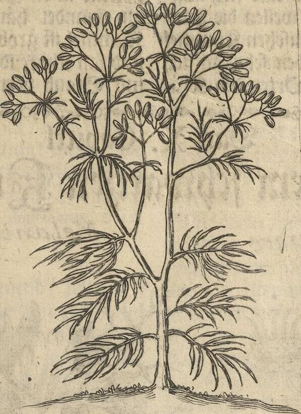 An illustration from Museum Museorum, Oder Vollständige Schau-Bühne Aller Materialien und Specereÿen: Nebst deren Natürlichen Beschreibung/ Election, Nutzen und Gebrauch/ Aus andern Material- Kunst- und Naturalien-Kammern/ Oost- und West-Indischen Reiß-Beschreibungen/ Curiosen Zeit- und Tag-Registern/ Natur- und Artzney-Kündigern/ wie auch selbst-eigenen Erfahrung ..., 1704, leaf 155