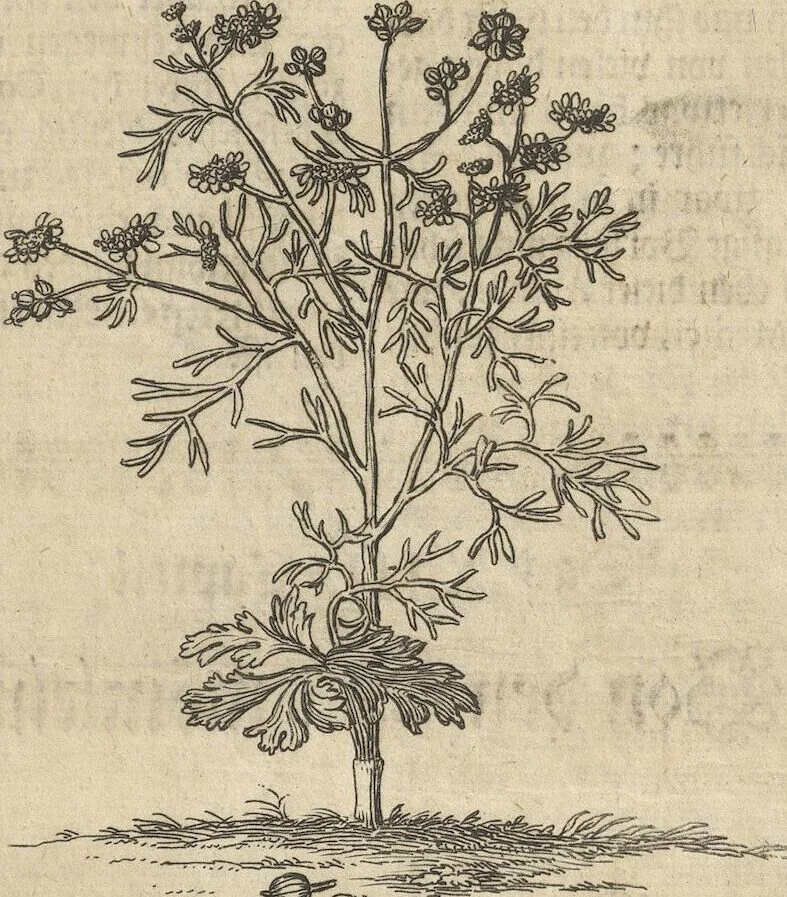 An illustration from Museum Museorum, Oder Vollständige Schau-Bühne Aller Materialien und Specereÿen: Nebst deren Natürlichen Beschreibung/ Election, Nutzen und Gebrauch/ Aus andern Material- Kunst- und Naturalien-Kammern/ Oost- und West-Indischen Reiß-Beschreibungen/ Curiosen Zeit- und Tag-Registern/ Natur- und Artzney-Kündigern/ wie auch selbst-eigenen Erfahrung ..., 1704, leaf 159