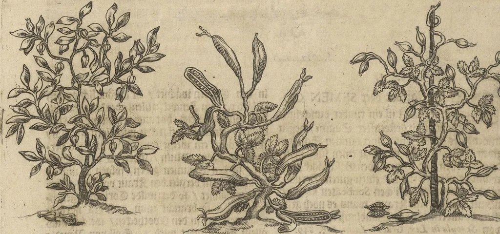 An illustration from Museum Museorum, Oder Vollständige Schau-Bühne Aller Materialien und Specereÿen: Nebst deren Natürlichen Beschreibung/ Election, Nutzen und Gebrauch/ Aus andern Material- Kunst- und Naturalien-Kammern/ Oost- und West-Indischen Reiß-Beschreibungen/ Curiosen Zeit- und Tag-Registern/ Natur- und Artzney-Kündigern/ wie auch selbst-eigenen Erfahrung ..., 1704, leaf 160