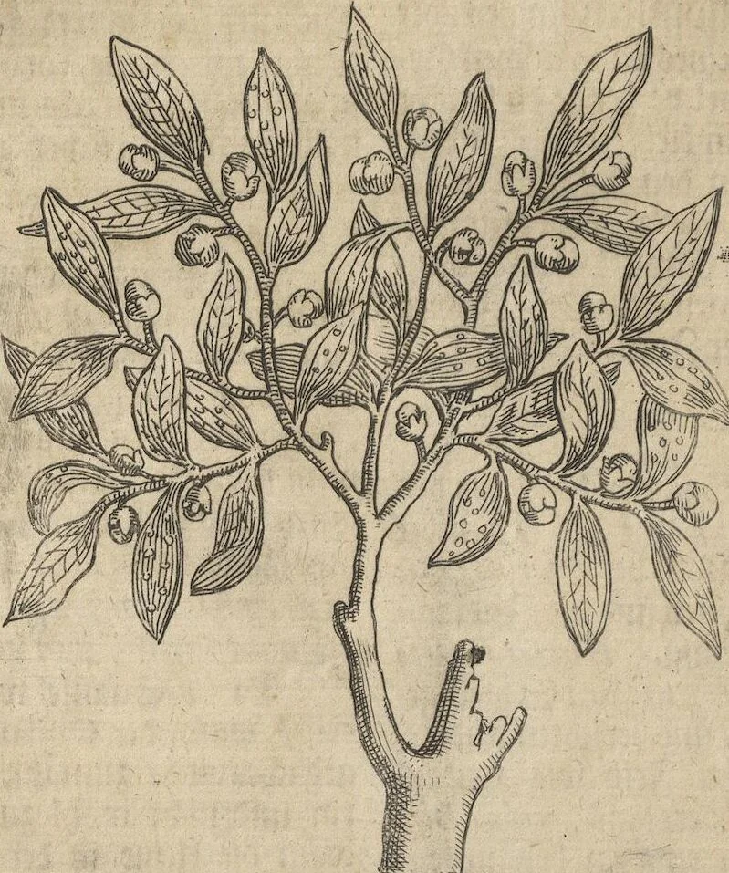 An illustration from Museum Museorum, Oder Vollständige Schau-Bühne Aller Materialien und Specereÿen: Nebst deren Natürlichen Beschreibung/ Election, Nutzen und Gebrauch/ Aus andern Material- Kunst- und Naturalien-Kammern/ Oost- und West-Indischen Reiß-Beschreibungen/ Curiosen Zeit- und Tag-Registern/ Natur- und Artzney-Kündigern/ wie auch selbst-eigenen Erfahrung ..., 1704, leaf 162