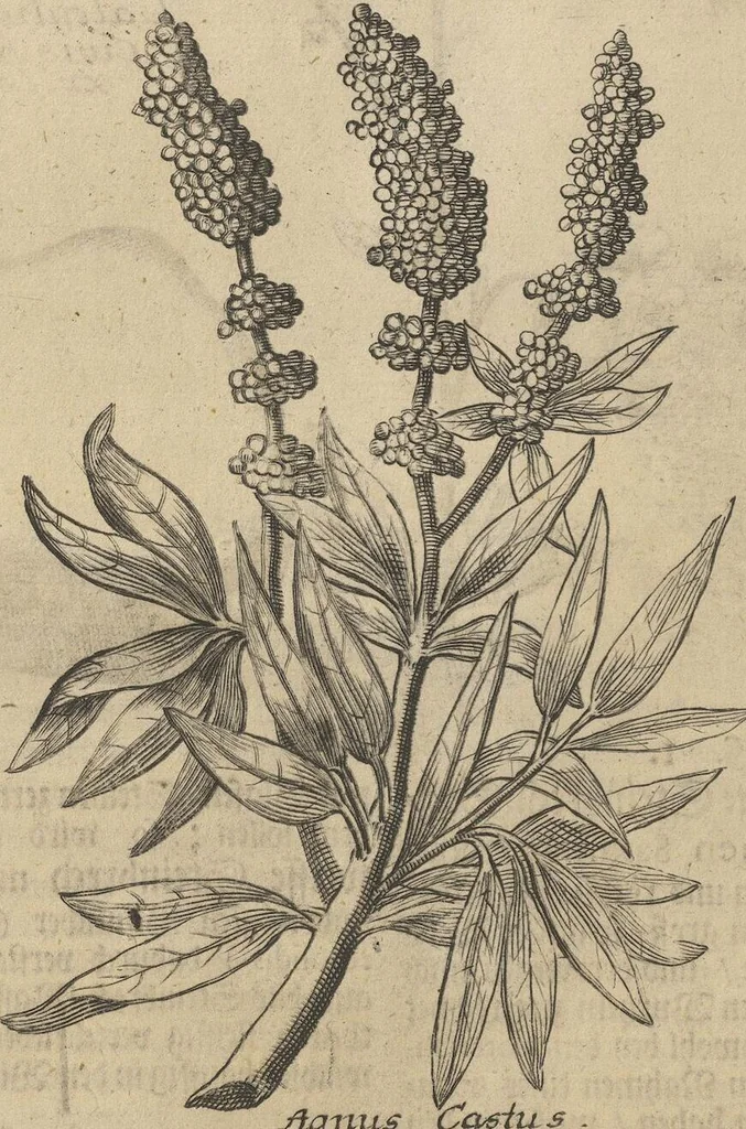An illustration from Museum Museorum, Oder Vollständige Schau-Bühne Aller Materialien und Specereÿen: Nebst deren Natürlichen Beschreibung/ Election, Nutzen und Gebrauch/ Aus andern Material- Kunst- und Naturalien-Kammern/ Oost- und West-Indischen Reiß-Beschreibungen/ Curiosen Zeit- und Tag-Registern/ Natur- und Artzney-Kündigern/ wie auch selbst-eigenen Erfahrung ..., 1704, leaf 164