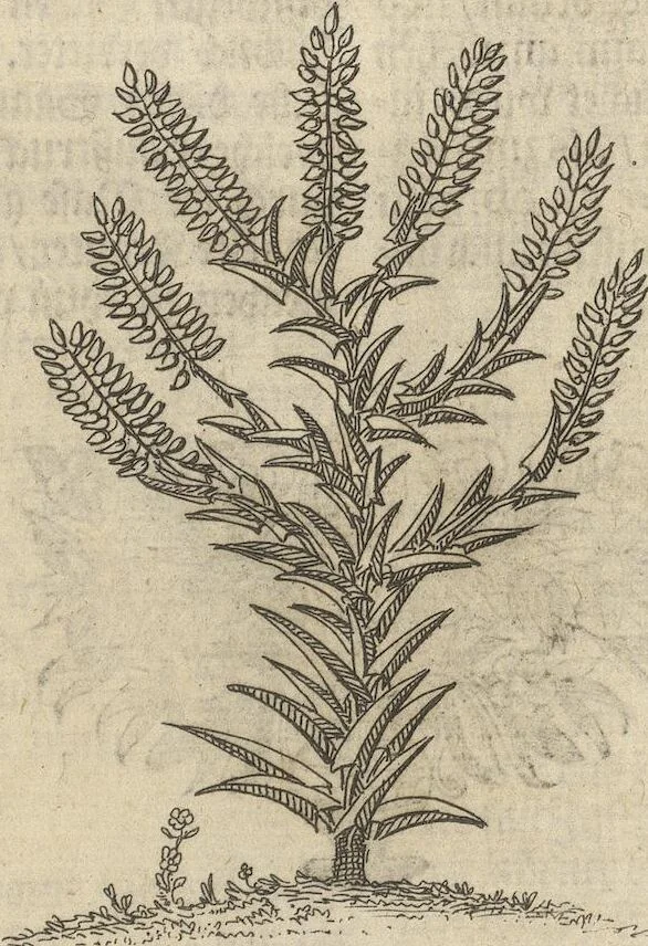 An illustration from Museum Museorum, Oder Vollständige Schau-Bühne Aller Materialien und Specereÿen: Nebst deren Natürlichen Beschreibung/ Election, Nutzen und Gebrauch/ Aus andern Material- Kunst- und Naturalien-Kammern/ Oost- und West-Indischen Reiß-Beschreibungen/ Curiosen Zeit- und Tag-Registern/ Natur- und Artzney-Kündigern/ wie auch selbst-eigenen Erfahrung ..., 1704, leaf 165