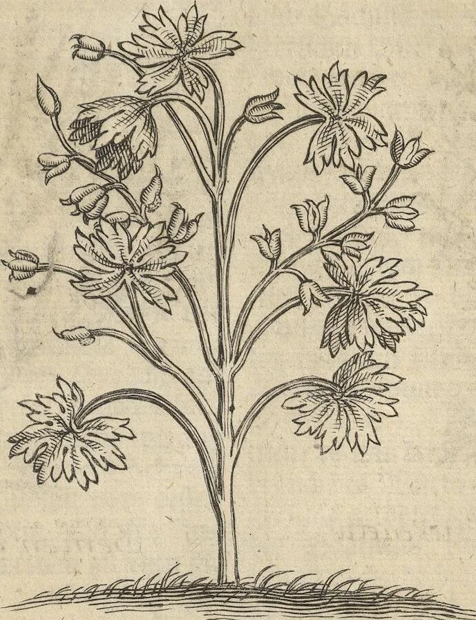 An illustration from Museum Museorum, Oder Vollständige Schau-Bühne Aller Materialien und Specereÿen: Nebst deren Natürlichen Beschreibung/ Election, Nutzen und Gebrauch/ Aus andern Material- Kunst- und Naturalien-Kammern/ Oost- und West-Indischen Reiß-Beschreibungen/ Curiosen Zeit- und Tag-Registern/ Natur- und Artzney-Kündigern/ wie auch selbst-eigenen Erfahrung ..., 1704, leaf 167