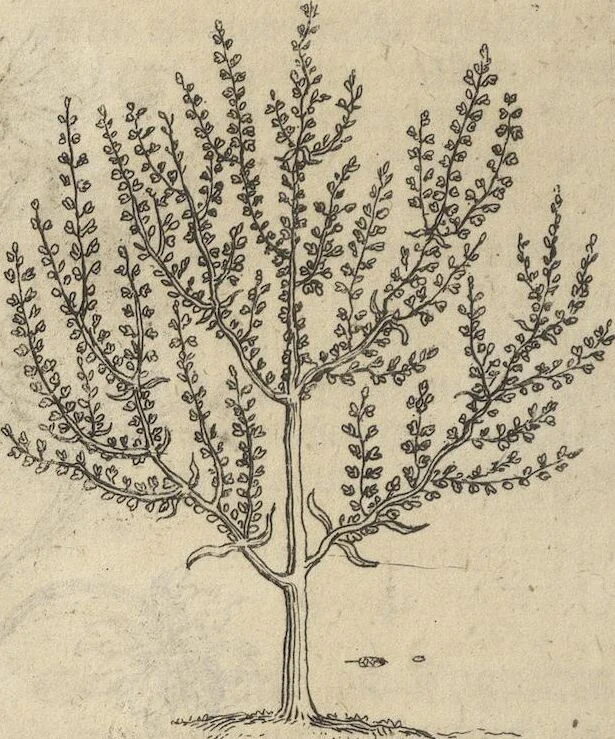 An illustration from Museum Museorum, Oder Vollständige Schau-Bühne Aller Materialien und Specereÿen: Nebst deren Natürlichen Beschreibung/ Election, Nutzen und Gebrauch/ Aus andern Material- Kunst- und Naturalien-Kammern/ Oost- und West-Indischen Reiß-Beschreibungen/ Curiosen Zeit- und Tag-Registern/ Natur- und Artzney-Kündigern/ wie auch selbst-eigenen Erfahrung ..., 1704, leaf 168