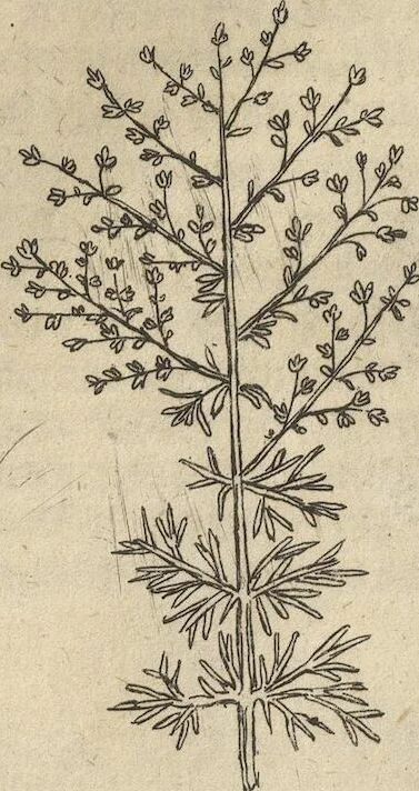 An illustration from Museum Museorum, Oder Vollständige Schau-Bühne Aller Materialien und Specereÿen: Nebst deren Natürlichen Beschreibung/ Election, Nutzen und Gebrauch/ Aus andern Material- Kunst- und Naturalien-Kammern/ Oost- und West-Indischen Reiß-Beschreibungen/ Curiosen Zeit- und Tag-Registern/ Natur- und Artzney-Kündigern/ wie auch selbst-eigenen Erfahrung ..., 1704, leaf 168