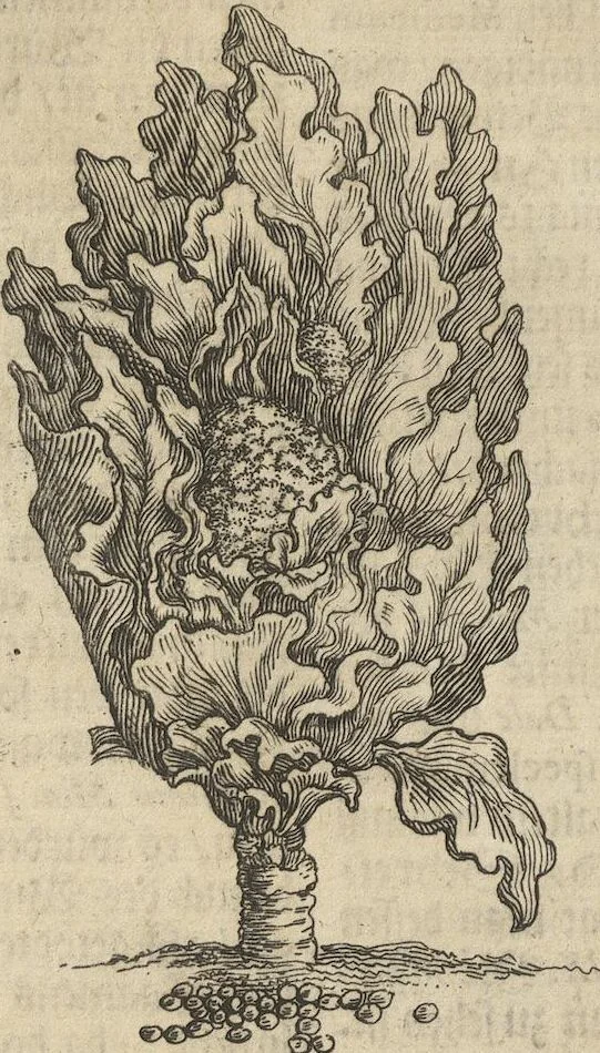 An illustration from Museum Museorum, Oder Vollständige Schau-Bühne Aller Materialien und Specereÿen: Nebst deren Natürlichen Beschreibung/ Election, Nutzen und Gebrauch/ Aus andern Material- Kunst- und Naturalien-Kammern/ Oost- und West-Indischen Reiß-Beschreibungen/ Curiosen Zeit- und Tag-Registern/ Natur- und Artzney-Kündigern/ wie auch selbst-eigenen Erfahrung ..., 1704, leaf 170