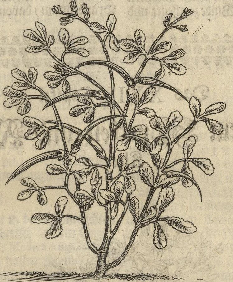 An illustration from Museum Museorum, Oder Vollständige Schau-Bühne Aller Materialien und Specereÿen: Nebst deren Natürlichen Beschreibung/ Election, Nutzen und Gebrauch/ Aus andern Material- Kunst- und Naturalien-Kammern/ Oost- und West-Indischen Reiß-Beschreibungen/ Curiosen Zeit- und Tag-Registern/ Natur- und Artzney-Kündigern/ wie auch selbst-eigenen Erfahrung ..., 1704, leaf 171