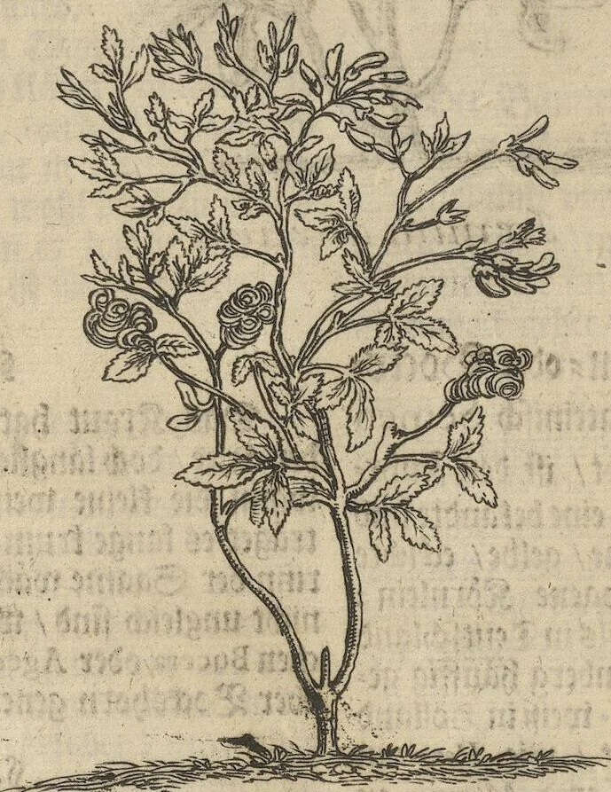 An illustration from Museum Museorum, Oder Vollständige Schau-Bühne Aller Materialien und Specereÿen: Nebst deren Natürlichen Beschreibung/ Election, Nutzen und Gebrauch/ Aus andern Material- Kunst- und Naturalien-Kammern/ Oost- und West-Indischen Reiß-Beschreibungen/ Curiosen Zeit- und Tag-Registern/ Natur- und Artzney-Kündigern/ wie auch selbst-eigenen Erfahrung ..., 1704, leaf 172