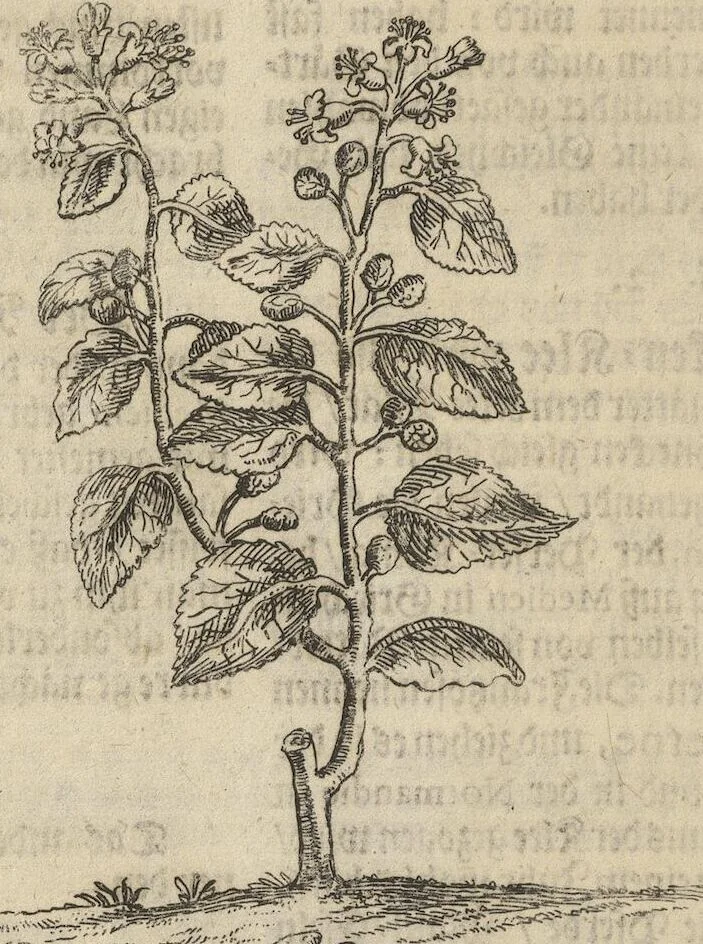 An illustration from Museum Museorum, Oder Vollständige Schau-Bühne Aller Materialien und Specereÿen: Nebst deren Natürlichen Beschreibung/ Election, Nutzen und Gebrauch/ Aus andern Material- Kunst- und Naturalien-Kammern/ Oost- und West-Indischen Reiß-Beschreibungen/ Curiosen Zeit- und Tag-Registern/ Natur- und Artzney-Kündigern/ wie auch selbst-eigenen Erfahrung ..., 1704, leaf 174