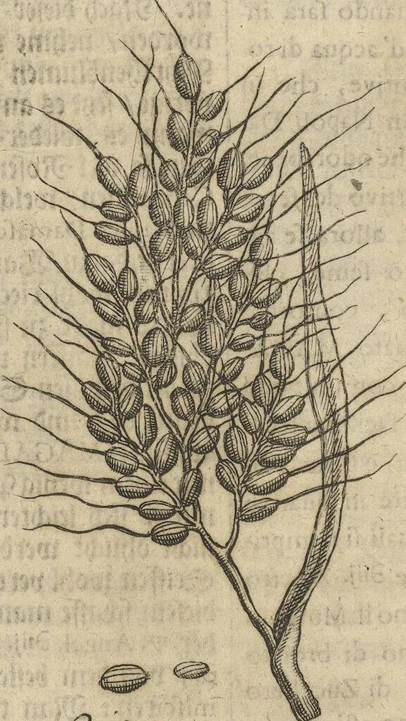 An illustration from Museum Museorum, Oder Vollständige Schau-Bühne Aller Materialien und Specereÿen: Nebst deren Natürlichen Beschreibung/ Election, Nutzen und Gebrauch/ Aus andern Material- Kunst- und Naturalien-Kammern/ Oost- und West-Indischen Reiß-Beschreibungen/ Curiosen Zeit- und Tag-Registern/ Natur- und Artzney-Kündigern/ wie auch selbst-eigenen Erfahrung ..., 1704, leaf 176