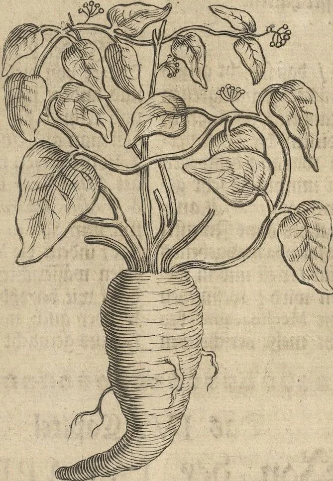 An illustration from Museum Museorum, Oder Vollständige Schau-Bühne Aller Materialien und Specereÿen: Nebst deren Natürlichen Beschreibung/ Election, Nutzen und Gebrauch/ Aus andern Material- Kunst- und Naturalien-Kammern/ Oost- und West-Indischen Reiß-Beschreibungen/ Curiosen Zeit- und Tag-Registern/ Natur- und Artzney-Kündigern/ wie auch selbst-eigenen Erfahrung ..., 1704, leaf 189