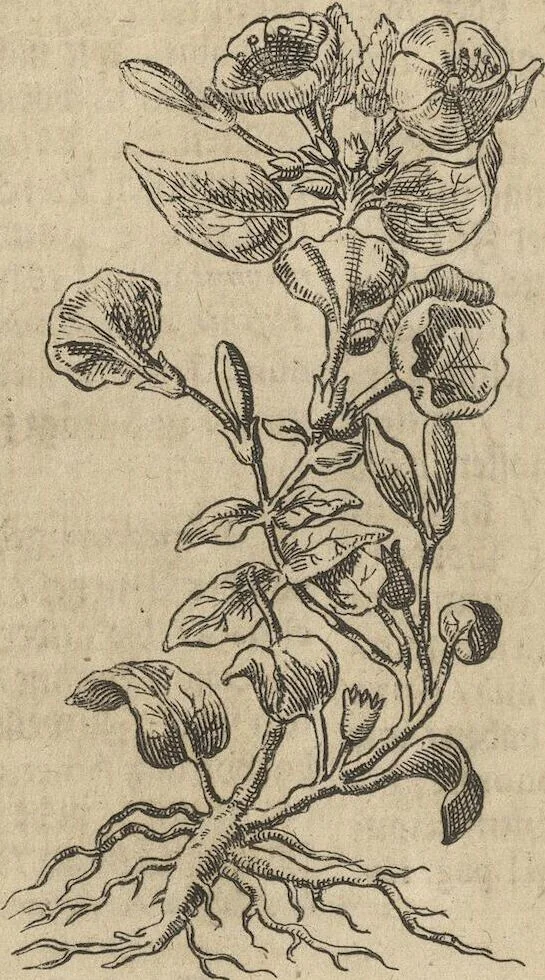 An illustration from Museum Museorum, Oder Vollständige Schau-Bühne Aller Materialien und Specereÿen: Nebst deren Natürlichen Beschreibung/ Election, Nutzen und Gebrauch/ Aus andern Material- Kunst- und Naturalien-Kammern/ Oost- und West-Indischen Reiß-Beschreibungen/ Curiosen Zeit- und Tag-Registern/ Natur- und Artzney-Kündigern/ wie auch selbst-eigenen Erfahrung ..., 1704, leaf 190