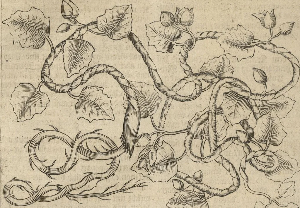 An illustration from Museum Museorum, Oder Vollständige Schau-Bühne Aller Materialien und Specereÿen: Nebst deren Natürlichen Beschreibung/ Election, Nutzen und Gebrauch/ Aus andern Material- Kunst- und Naturalien-Kammern/ Oost- und West-Indischen Reiß-Beschreibungen/ Curiosen Zeit- und Tag-Registern/ Natur- und Artzney-Kündigern/ wie auch selbst-eigenen Erfahrung ..., 1704, leaf 192