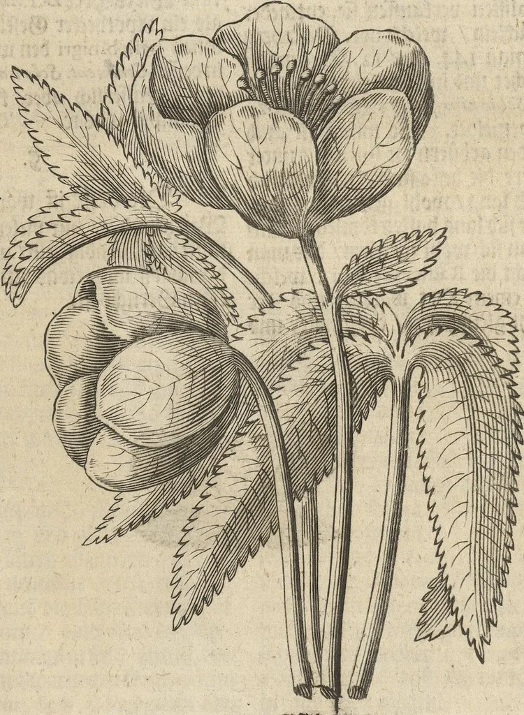 An illustration from Museum Museorum, Oder Vollständige Schau-Bühne Aller Materialien und Specereÿen: Nebst deren Natürlichen Beschreibung/ Election, Nutzen und Gebrauch/ Aus andern Material- Kunst- und Naturalien-Kammern/ Oost- und West-Indischen Reiß-Beschreibungen/ Curiosen Zeit- und Tag-Registern/ Natur- und Artzney-Kündigern/ wie auch selbst-eigenen Erfahrung ..., 1704, leaf 193
