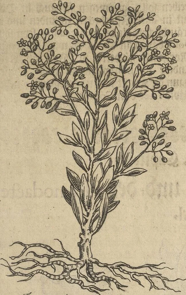 An illustration from Museum Museorum, Oder Vollständige Schau-Bühne Aller Materialien und Specereÿen: Nebst deren Natürlichen Beschreibung/ Election, Nutzen und Gebrauch/ Aus andern Material- Kunst- und Naturalien-Kammern/ Oost- und West-Indischen Reiß-Beschreibungen/ Curiosen Zeit- und Tag-Registern/ Natur- und Artzney-Kündigern/ wie auch selbst-eigenen Erfahrung ..., 1704, leaf 195