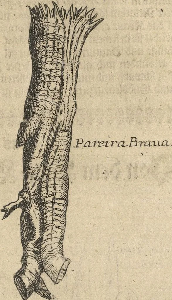 An illustration from Museum Museorum, Oder Vollständige Schau-Bühne Aller Materialien und Specereÿen: Nebst deren Natürlichen Beschreibung/ Election, Nutzen und Gebrauch/ Aus andern Material- Kunst- und Naturalien-Kammern/ Oost- und West-Indischen Reiß-Beschreibungen/ Curiosen Zeit- und Tag-Registern/ Natur- und Artzney-Kündigern/ wie auch selbst-eigenen Erfahrung ..., 1704, leaf 195